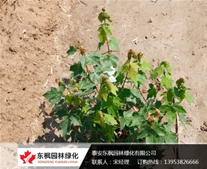 自然叢生紅點紅楓